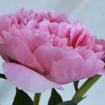 Paeonia Lactiflora 'Sarah Bernhardt', Peony 'Sarah Bernhardt', 'Sarah Bernhardt' Peony, White flowers, White Peonies, Pink Flowers, Pink Peonies, Fragrant Peonies